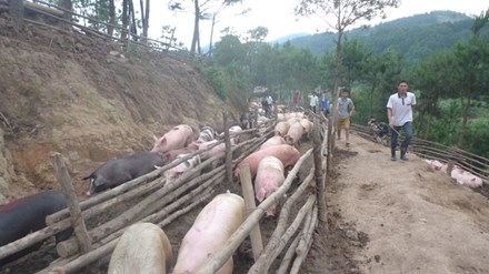 Lợn xuất bán qua biên, lo rớt giá hằng ngày. Ảnh: DC
