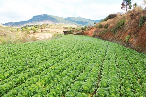 rau đà lạt, bắp cải đà lạt, cải thảo đà lạt, rau đà lạt giá rẻ, dân ăn rau Trung Quốc, bắp cải trung quốc