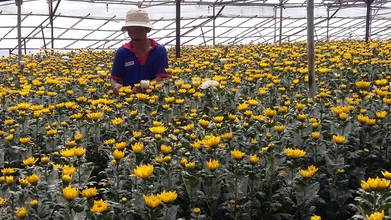 Nhiều thương lái vô tận vườn thu mua cúc để bán giá cao trong dịp rằm