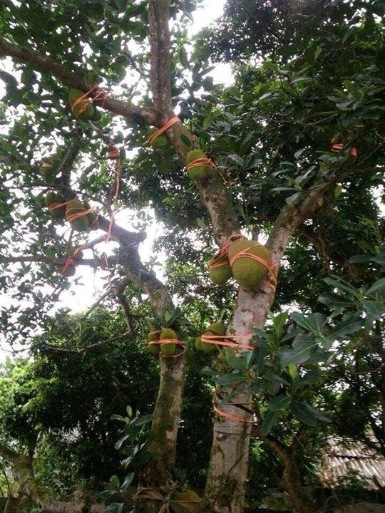 Bao cuon bay noc phong tro cua co gai tai Thai Nguyen hinh anh 5