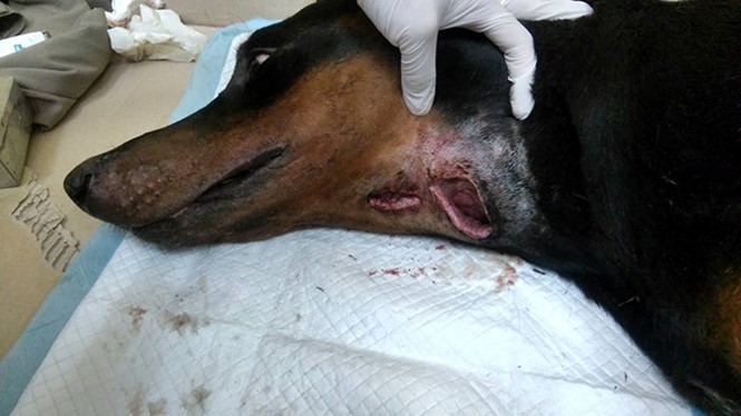 Vết thương khá sâu và đang có dấu hiệu nhiễm trùng ở cổ họng chú chó Doberman /// Ảnh Tùng Đinh