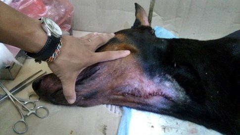 Chó Doberman bị đâm thủng cổ có dấu hiệu nhiễm trùng sau nhát dao chí mạng - ảnh 2