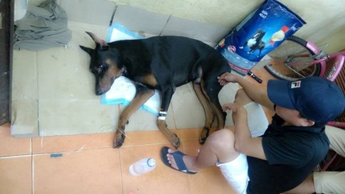 Chó Doberman bị đâm thủng cổ có dấu hiệu nhiễm trùng sau nhát dao chí mạng - ảnh 4
