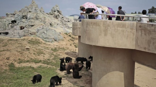 vườn bách thú, Triều Tiên, chó, Kim Jong-un, bảo tàng