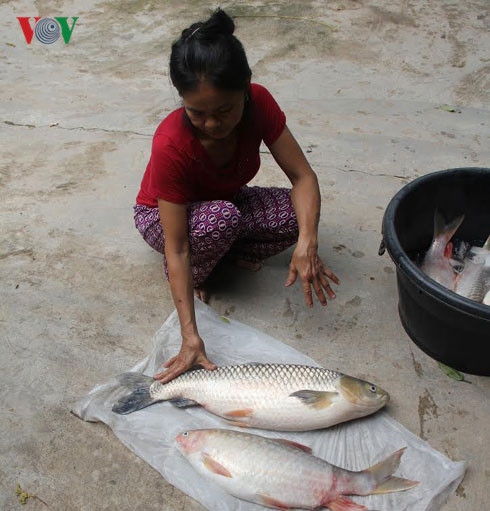 nghe an: ca nuoi bong chet hang loat tren dong nam non hinh 0
