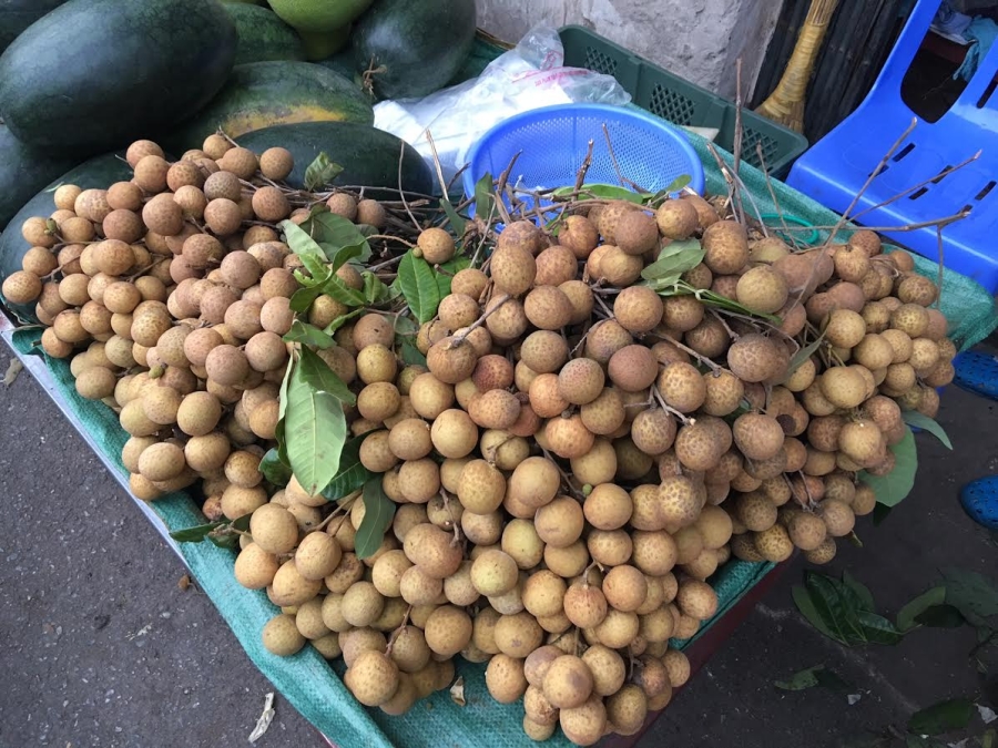 nhãn hưng yên, nhãn lồng, nhãn lồng hưng yên, nhãn khổng lồ, nhãn ướp lưu huỳnh
