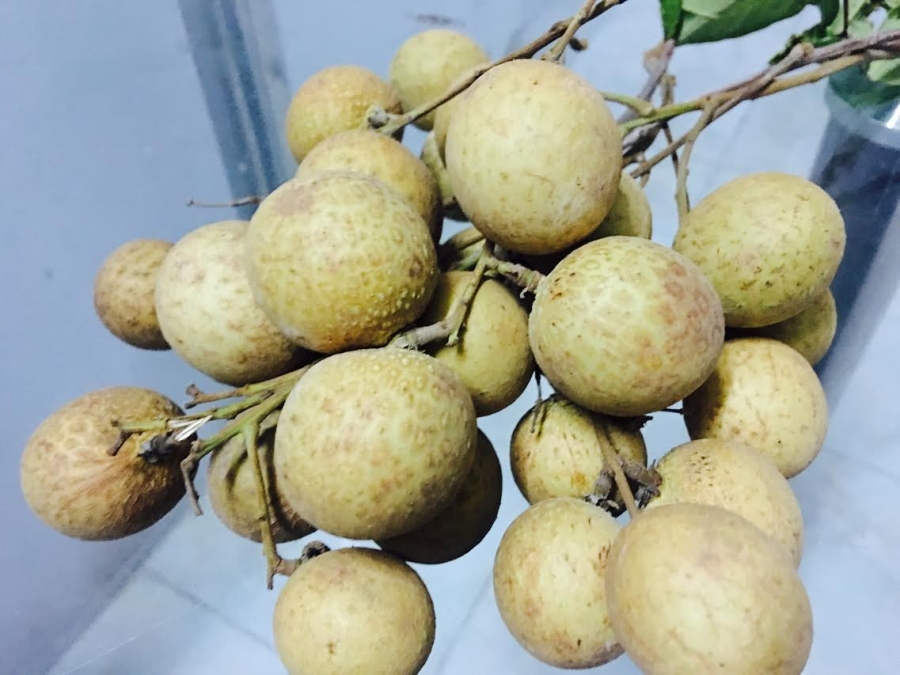 nhãn hưng yên, nhãn lồng, nhãn lồng hưng yên, nhãn khổng lồ, nhãn ướp lưu huỳnh