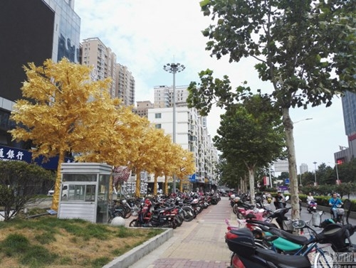 Lóa mắt với hàng cây 'phủ vàng' trước cửa ngân hàng - ảnh 6