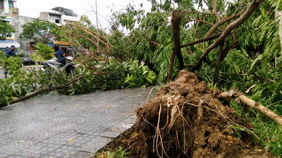 Bão số 4 'tấn công' miền Trung: Cây xanh ngã đổ la liệt, người đi đường bị gió thổi liêu xiêu - ảnh 2