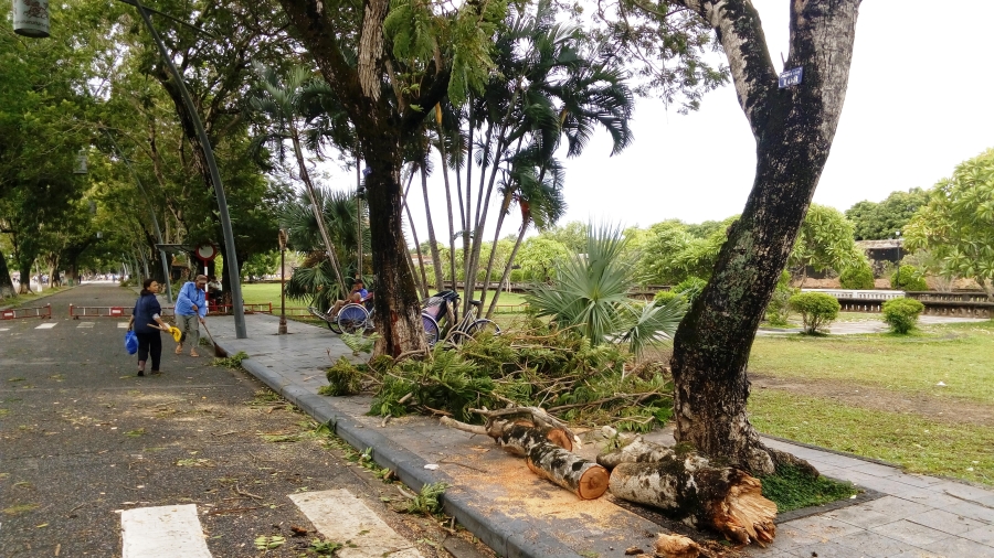 Bão số 4 'tấn công' miền Trung: Cây xanh ngã đổ la liệt, người đi đường bị gió thổi liêu xiêu - ảnh 5