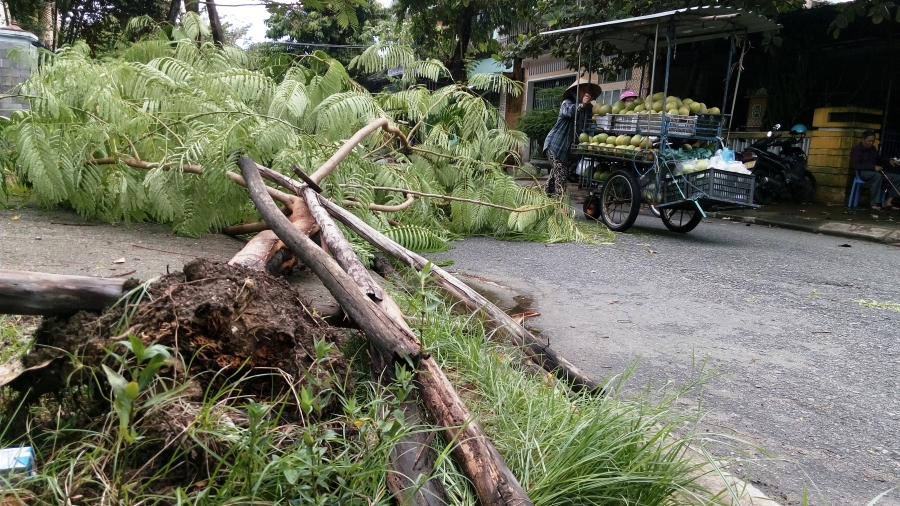 Bão số 4 'tấn công' miền Trung: Cây xanh ngã đổ la liệt, người đi đường bị gió thổi liêu xiêu - ảnh 7