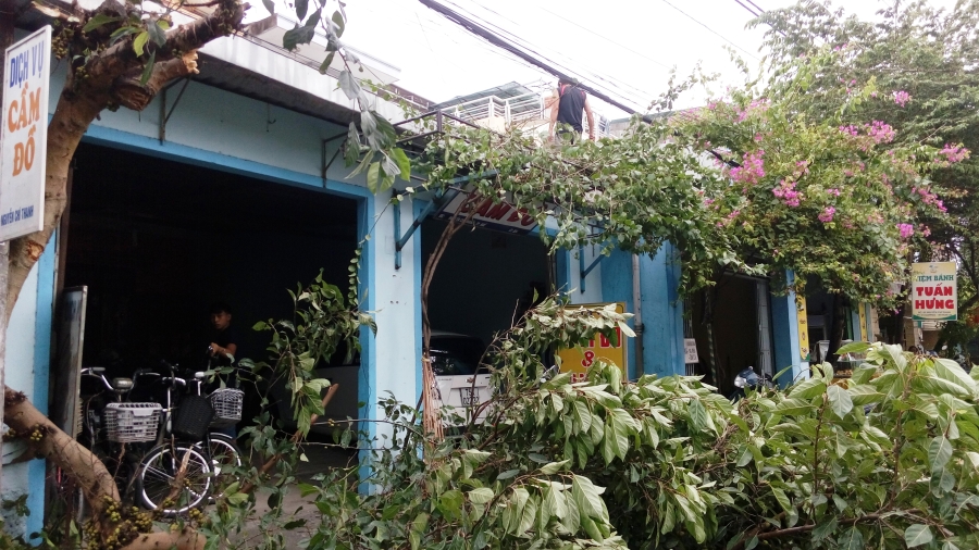 Bão số 4 'tấn công' miền Trung: Cây xanh ngã đổ la liệt, người đi đường bị gió thổi liêu xiêu - ảnh 9