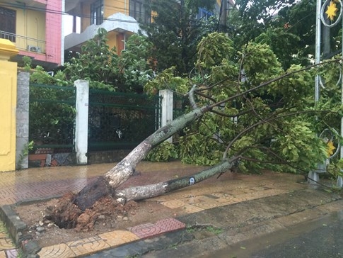 Bão số 4 'tấn công' miền Trung: Cây xanh ngã đổ la liệt, người đi đường bị gió thổi liêu xiêu - ảnh 12