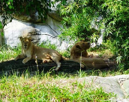 Nhà giàu Việt, đại gia Việt, nuôi nhốt thú dữ, nuôi thú lạ, nuôi chó, nuôi chó ngao, nuôi hổ, Lê Thanh Thản, Dũng lò vôi Nhà giàu Việt, đại gia Việt, nuôi nhốt thú dữ, nuôi thú lạ, nuôi chó, nuôi chó ngao, nuôi hổ, Lê Thanh Thản, Dũng lò vôi