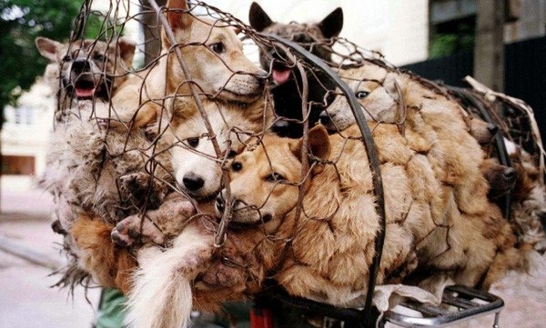 thịt chó, người việt ăn thịt chó, người việt ăn thịt chó nhiều thứ 2 thế giới, người việt ăn 5 triệu con chó