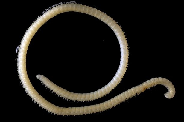 Phát hiện loài vật có 4 “của quý”, 200 tuyến độc - 1