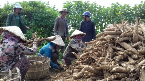 Gia 60 kg mi = 1 to pho hinh anh 1