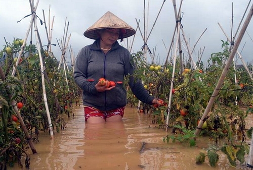 Nước từ thủy điện Đa Nhim xả lũ gây ngập hàng nghìn hecta rau ở huyện Đơn Dương. Ảnh: Thái Hà