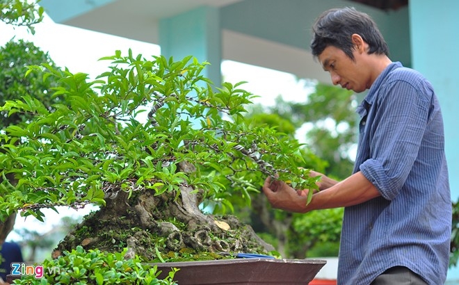 Cay canh tien ty quy tu trong hoi cho chi de choi khong ban hinh anh 3