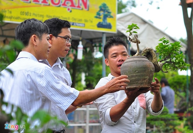 Cay canh tien ty quy tu trong hoi cho chi de choi khong ban hinh anh 5