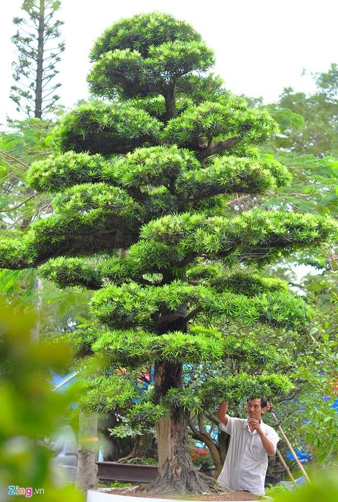 Cay canh tien ty quy tu trong hoi cho chi de choi khong ban hinh anh 7