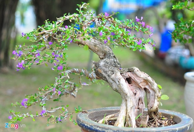 Cay canh tien ty quy tu trong hoi cho chi de choi khong ban hinh anh 10