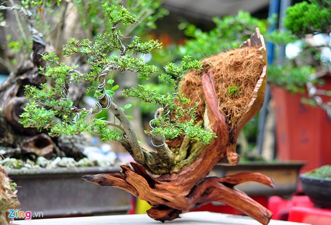 Cay canh tien ty quy tu trong hoi cho chi de choi khong ban hinh anh 11