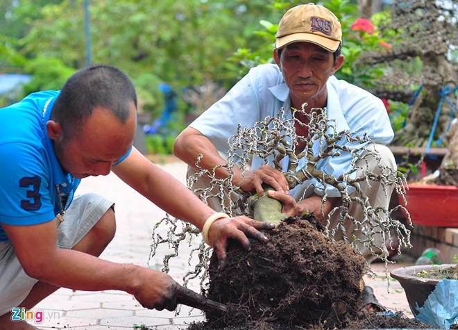 Cay canh tien ty quy tu trong hoi cho chi de choi khong ban hinh anh 12