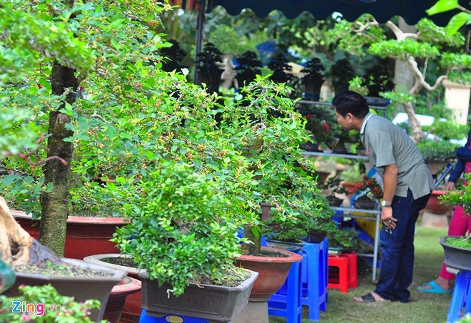 Cay canh tien ty quy tu trong hoi cho chi de choi khong ban hinh anh 13