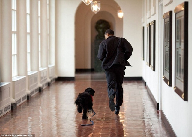 Tổng thống Obama chạy dọc hành lang với chú chó Bo của gia đình Tổng thống. Chú chó Bo là món quà từ Thượng nghị sĩ Ted Kenndy và vợ dành cho hai con gái của Tổng thống Obama.