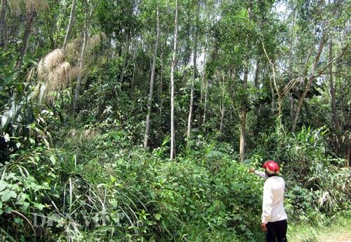 nan nhan bi bay trau dien tan cong o quang tri bi lam kho? hinh anh 2
