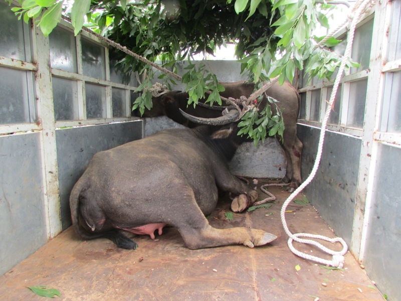 nan nhan bi bay trau dien tan cong o quang tri bi lam kho? hinh anh 3