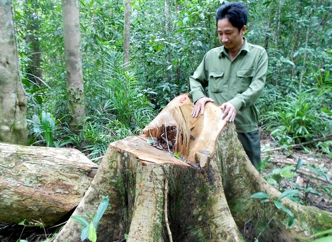 Binh Dinh khoi to vu an 'giet' rung phong ho dau nguon hinh anh 1