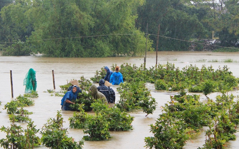 Gần Tết: 'Thủ phủ' mai vàng ngập tràn nước lũ