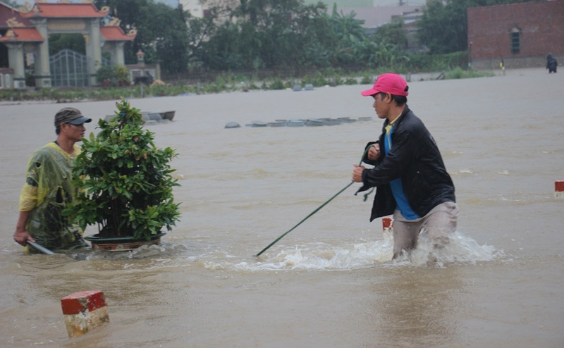 Gần Tết: 'Thủ phủ' mai vàng ngập tràn nước lũ
