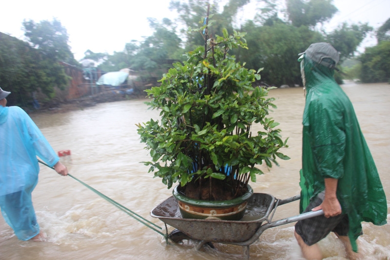 Gần Tết: 'Thủ phủ' mai vàng ngập tràn nước lũ
