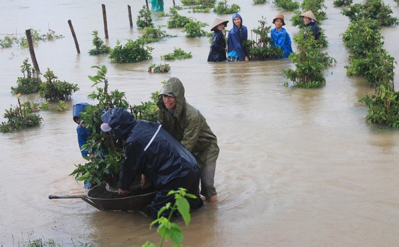 Gần Tết: 'Thủ phủ' mai vàng ngập tràn nước lũ