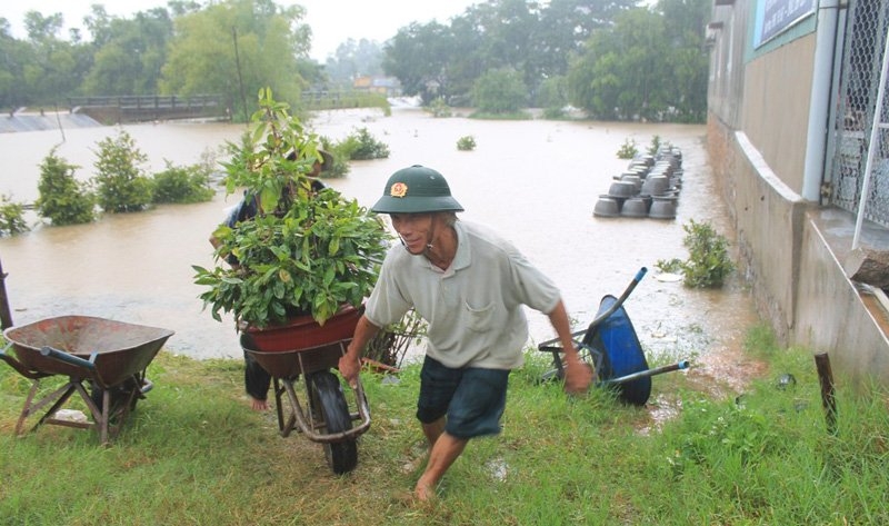 Gần Tết: 'Thủ phủ' mai vàng ngập tràn nước lũ