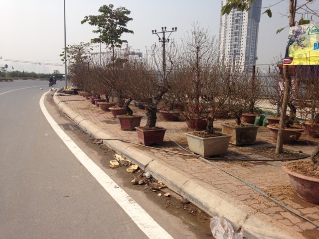 dan dua nhau choan via he ban dao tet hinh anh 1