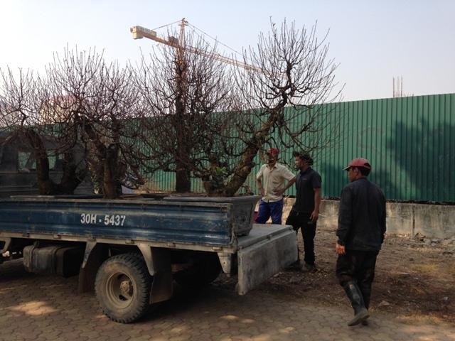 dan dua nhau choan via he ban dao tet hinh anh 4