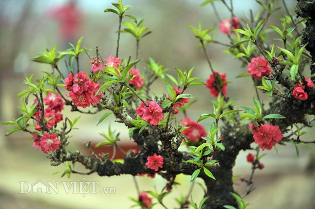 dung dieu hoa… u dao cho bung dip tet hinh anh 7