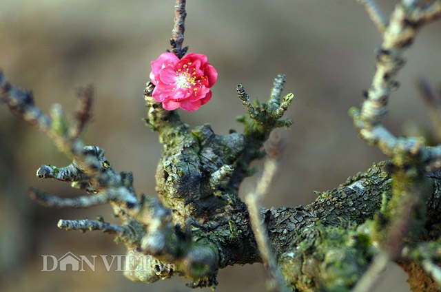 dung dieu hoa… u dao cho bung dip tet hinh anh 8