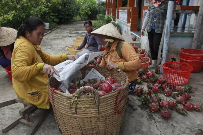 ​Nông dân lại phải đổ bỏ thanh long 