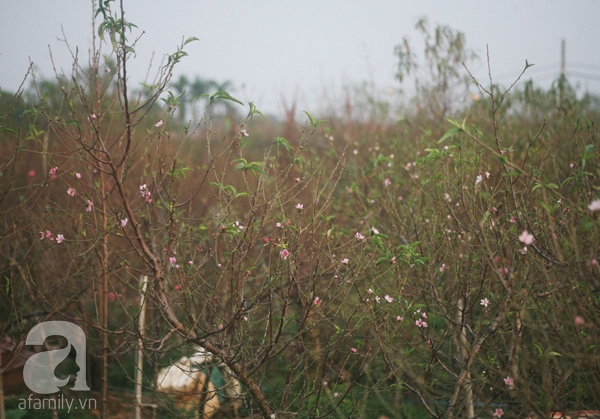 đào nở sớm đào nở sớm