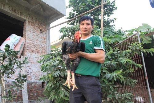 Cận cảnh giống gà 