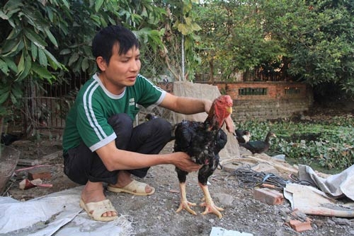Cận cảnh giống gà 