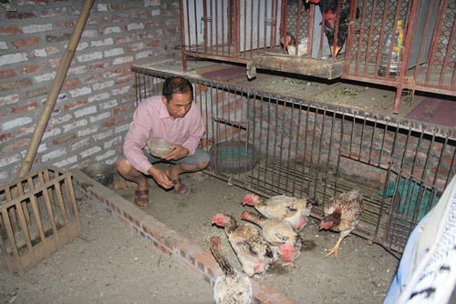 Cận cảnh giống gà 