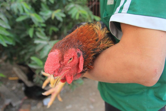 Cận cảnh giống gà 