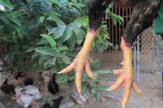 Cận cảnh giống gà 