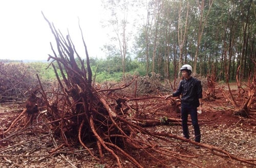 Ồ ạt chặt cao su bán cho thương lái - 1